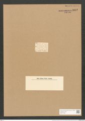 Cocconeis dirupta var. dubia Grun. (de-Toni-Nr.: Genus 40, Species 1843) Zeichnungen Sammlung Grunow Nr. 3642 (NHMW-BOT-W0371252)